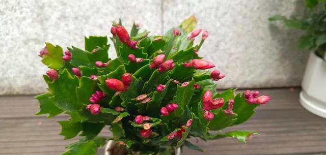 不会扦插不要急，这6种植物，剪根枝条，插土里就能活