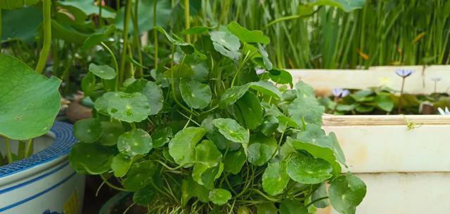 不会扦插不要急，这6种植物，剪根枝条，插土里就能活