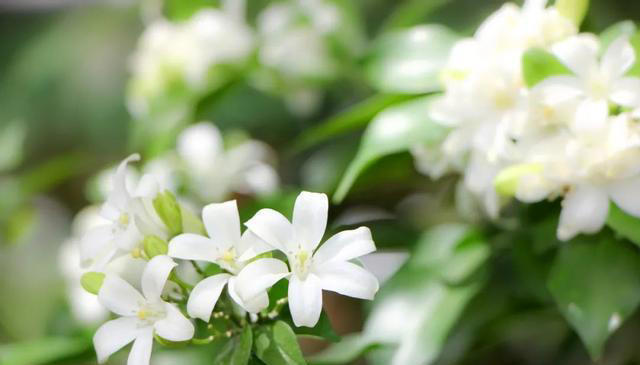 不会扦插不要急，这6种植物，剪根枝条，插土里就能活