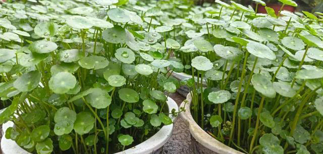 不会扦插不要急，这6种植物，剪根枝条，插土里就能活