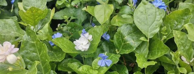 不会扦插不要急，这6种植物，剪根枝条，插土里就能活