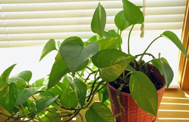 不会扦插不要急，这6种植物，剪根枝条，插土里就能活