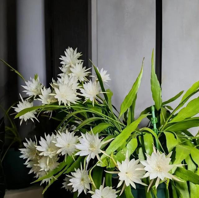 这些花好养好看又耐阴，叶片厚实上档次，适合新手和小白