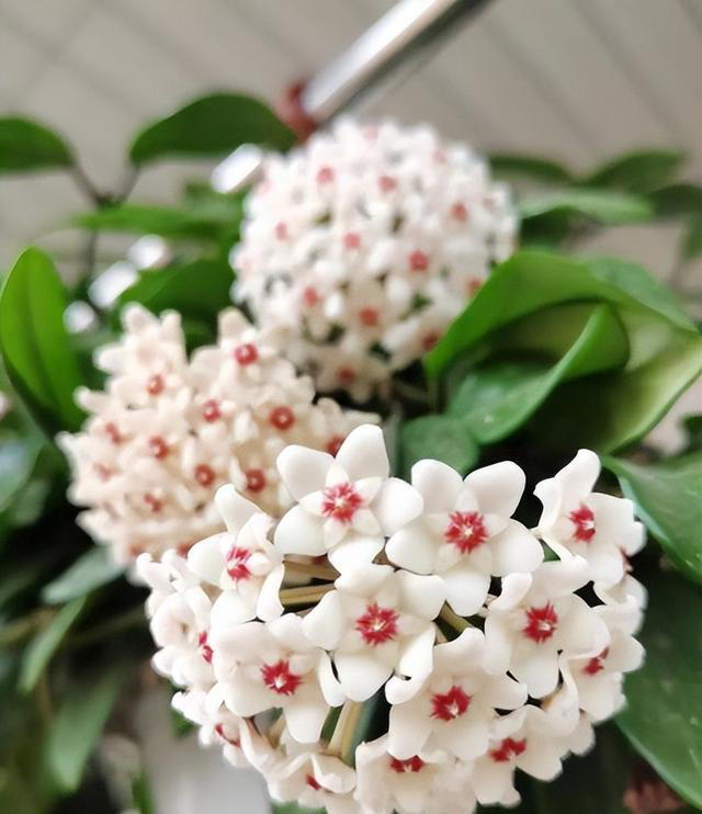 这些花好养好看又耐阴，叶片厚实上档次，适合新手和小白