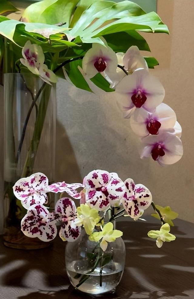 这些花好养好看又耐阴，叶片厚实上档次，适合新手和小白