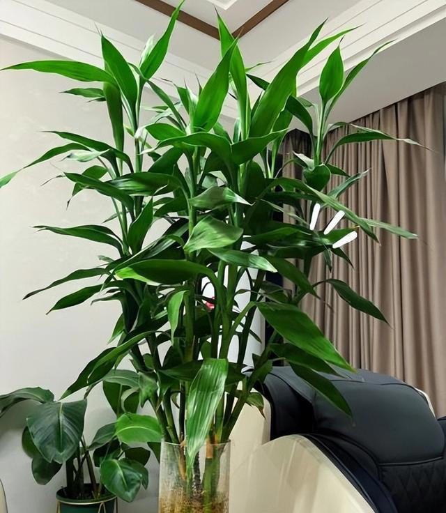 这些花好养好看又耐阴，叶片厚实上档次，适合新手和小白