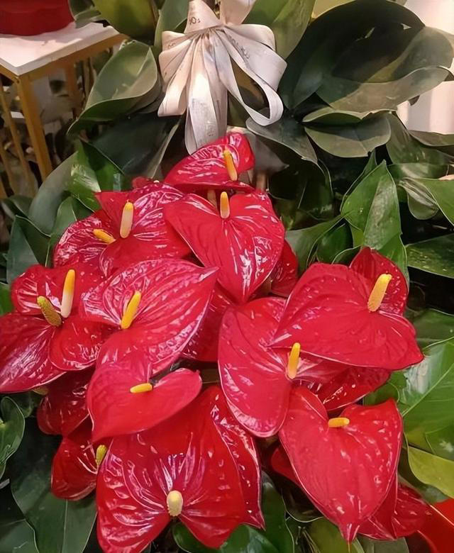 这些花好养好看又耐阴，叶片厚实上档次，适合新手和小白