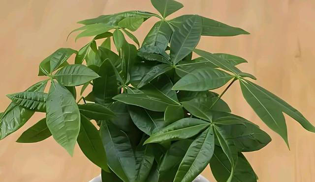 这些花好养好看又耐阴，叶片厚实上档次，适合新手和小白