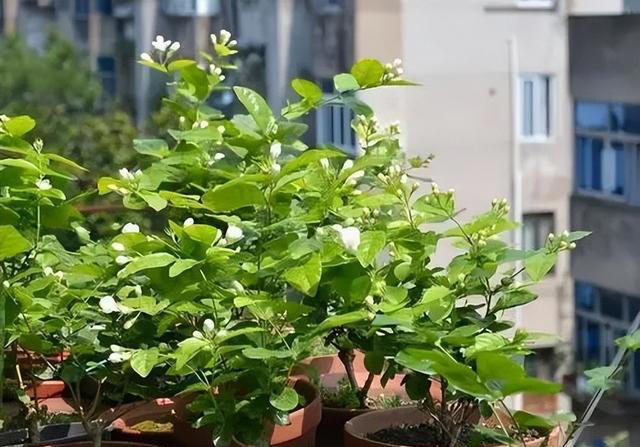 10月养茉莉花，做好4件事是关键，不然黄叶老化不开花