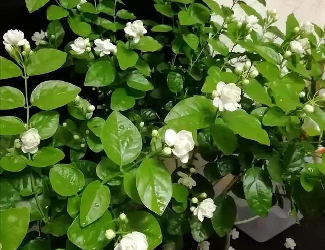 10月养茉莉花，做好4件事是关键，不然黄叶老化不开花