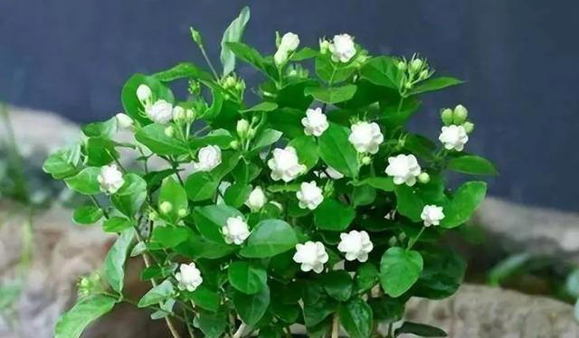 10月养茉莉花，做好4件事是关键，不然黄叶老化不开花