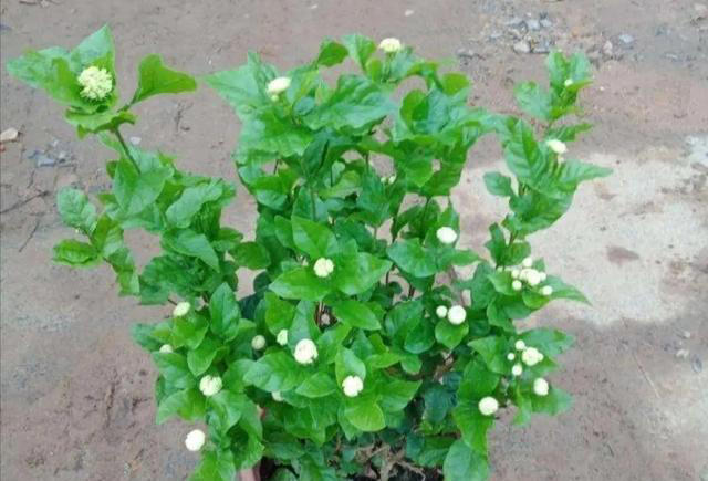 10月养茉莉花，做好4件事是关键，不然黄叶老化不开花