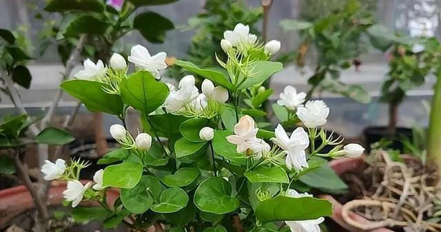 10月养茉莉花，做好4件事是关键，不然黄叶老化不开花