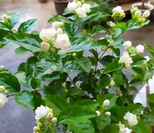 10月养茉莉花，做好4件事是关键，不然黄叶老化不开花
