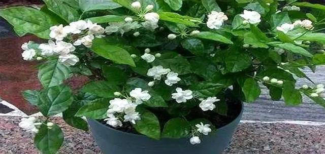 10月养茉莉花，做好4件事是关键，不然黄叶老化不开花
