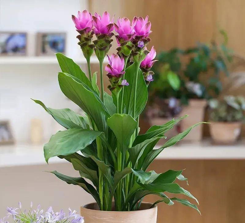 花期长、颜值高，20种室内开花植物，哪款才最适合你？