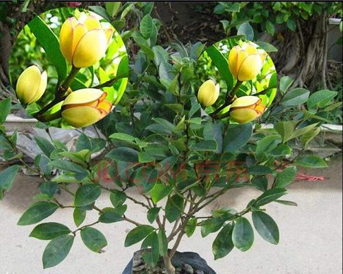 含笑开花的时间及注意事项,含笑花的花期及生长特点