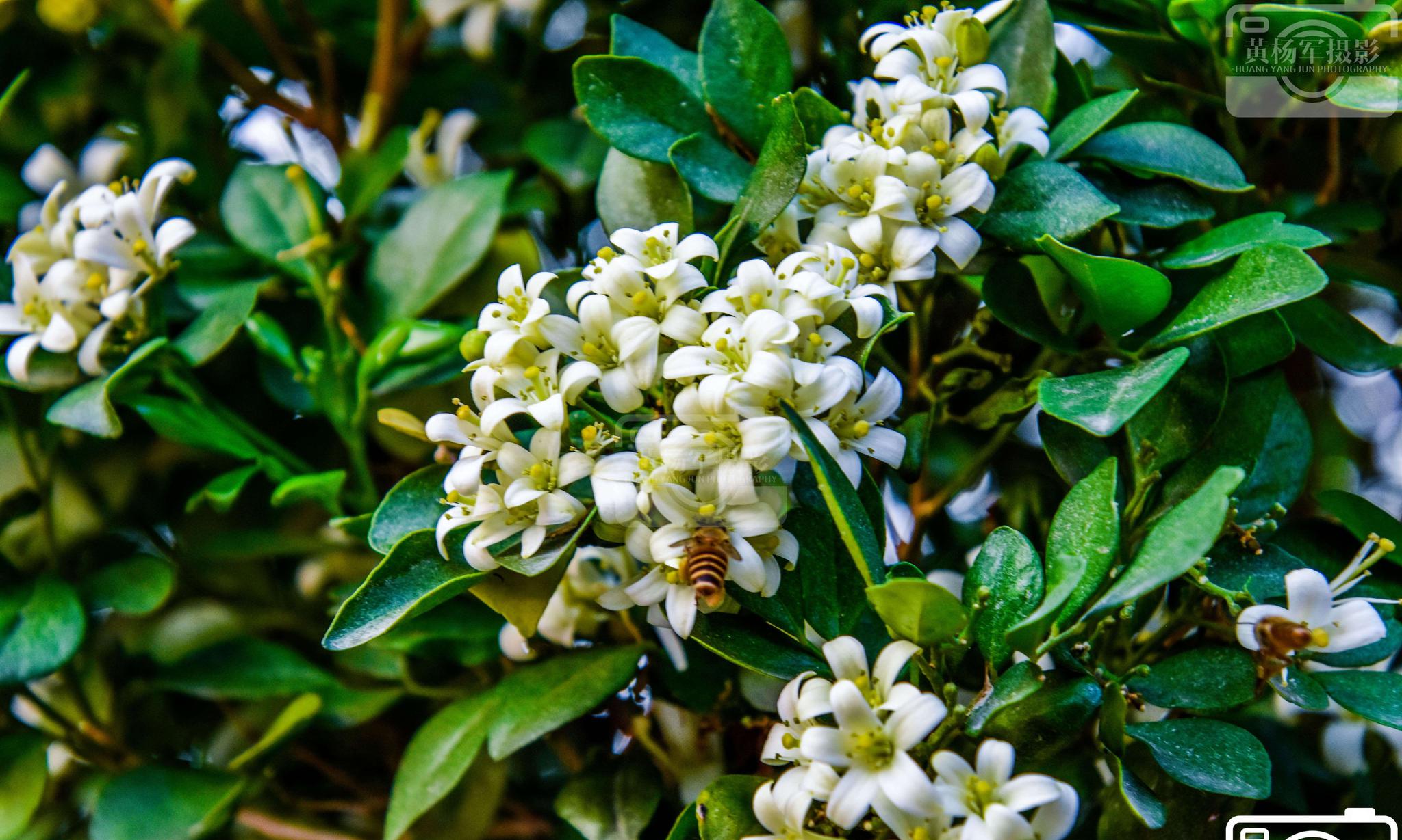 遇见九里香花盛开的香美