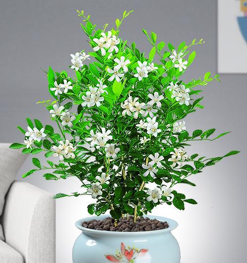 九里香开花时间详解（揭秘九里香开花季节及开花特点）_花植网