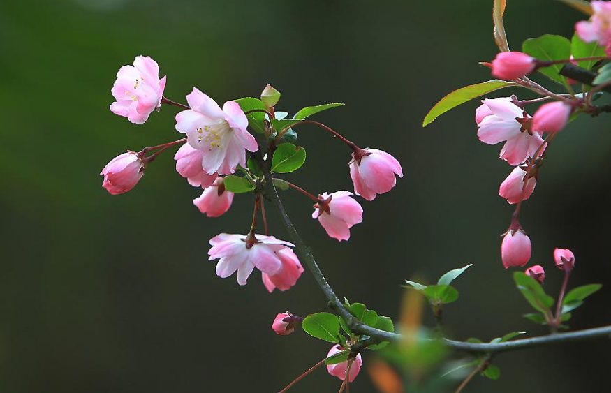 垂丝海棠的鉴赏与栽培养护