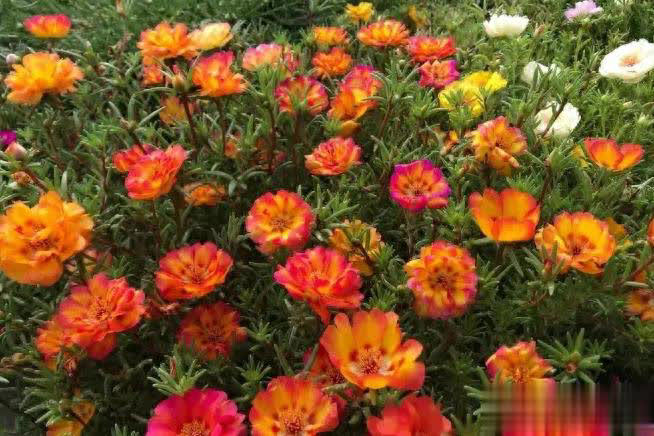 这4种“懒人花”爱晒太阳，花期越晒开花越多！ 