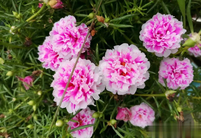 这4种“懒人花”爱晒太阳，花期越晒开花越多！