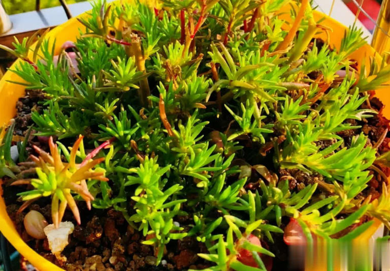 这4种“懒人花”爱晒太阳，花期越晒开花越多！