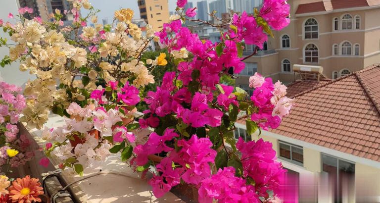 这4种“懒人花”爱晒太阳，花期越晒开花越多！