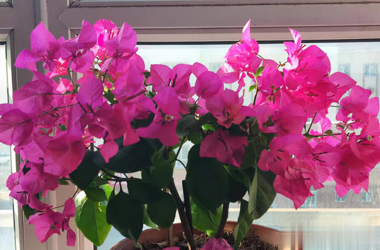 这4种“懒人花”爱晒太阳，花期越晒开花越多！