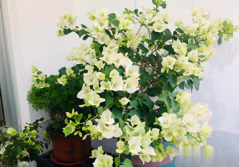 这4种“懒人花”爱晒太阳，花期越晒开花越多！