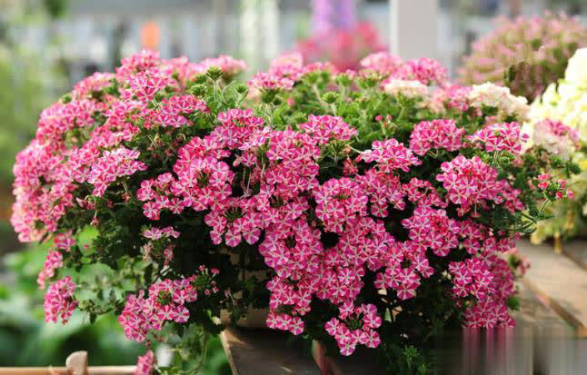 这4种“懒人花”爱晒太阳，花期越晒开花越多！