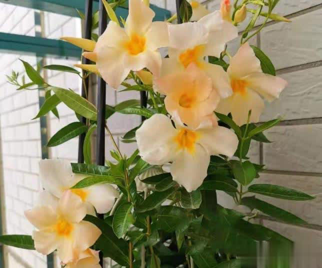 这4种“懒人花”爱晒太阳，花期越晒开花越多！