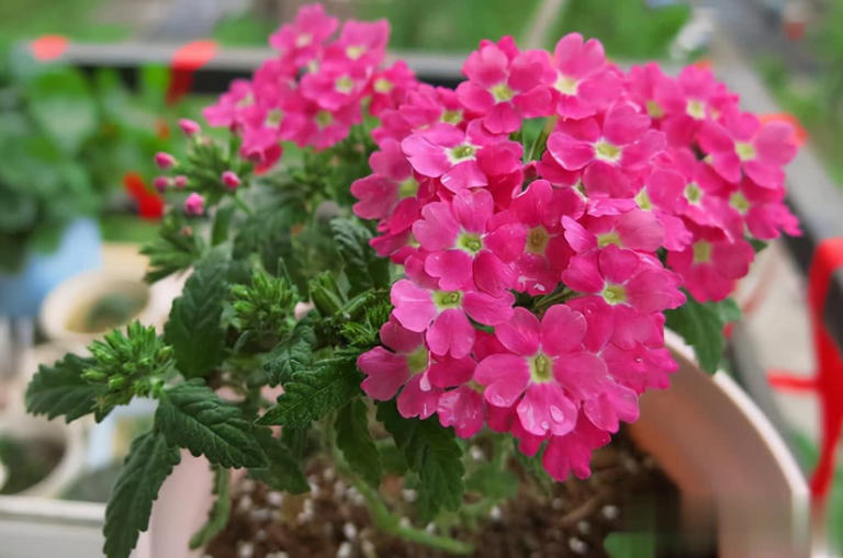 这4种“懒人花”爱晒太阳，花期越晒开花越多！