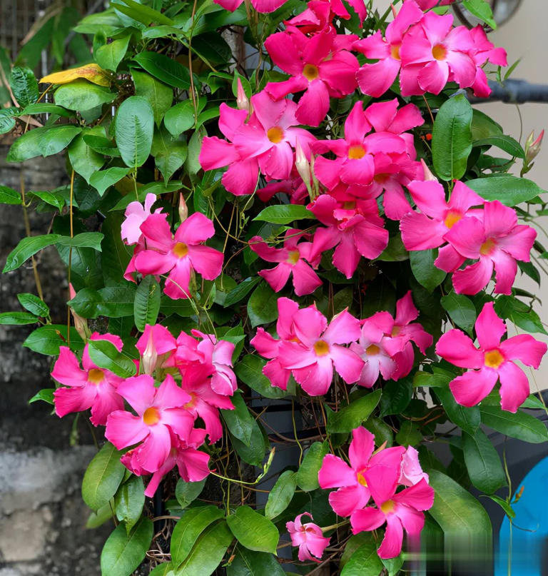 这4种“懒人花”爱晒太阳，花期越晒开花越多！