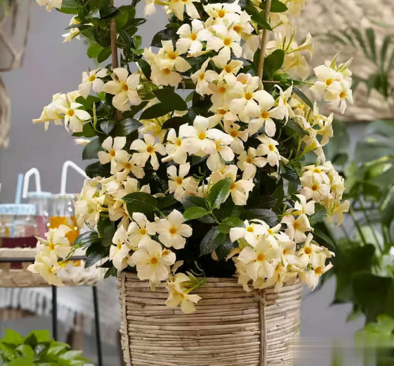 这4种“懒人花”爱晒太阳，花期越晒开花越多！