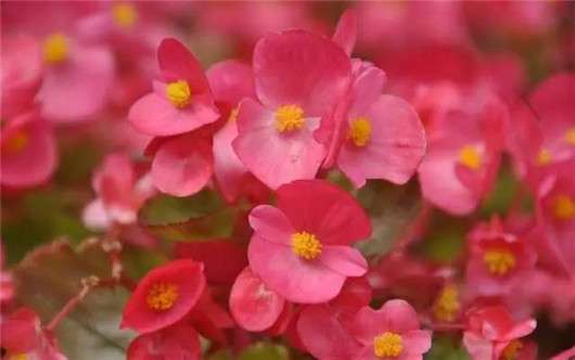 四季海棠的养殖方法，简单6点，海棠全年开暴盆！