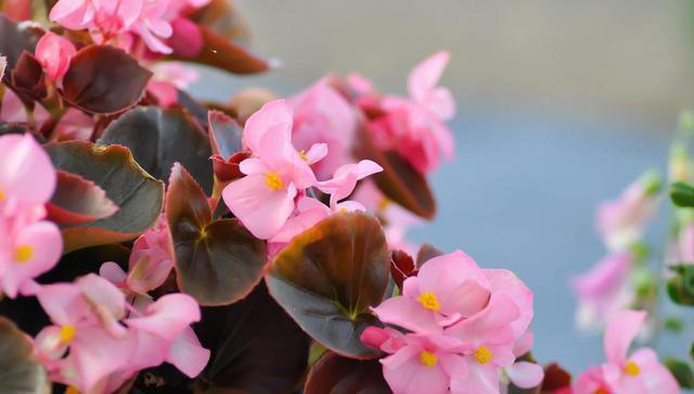 这8种花，四季开花又好养，养一盆旺一盆