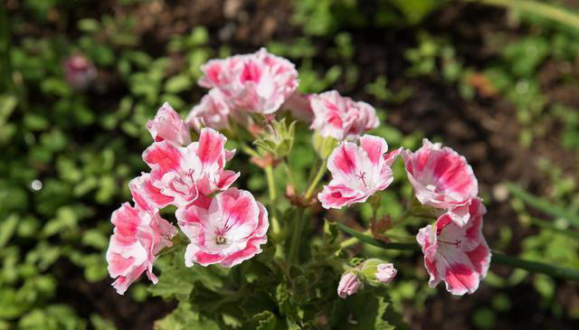 这8种花，四季开花又好养，养一盆旺一盆