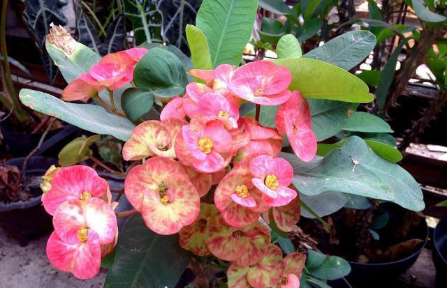 这8种花，四季开花又好养，养一盆旺一盆