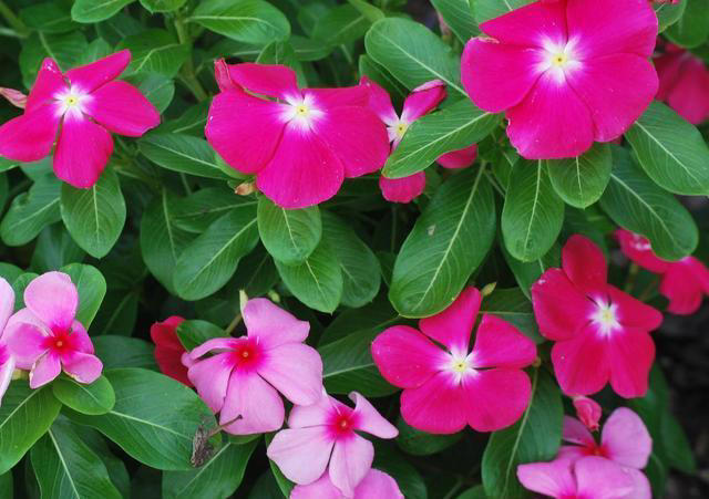 这8种花，四季开花又好养，养一盆旺一盆