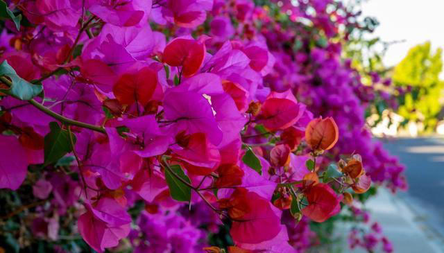 这8种花，四季开花又好养，养一盆旺一盆