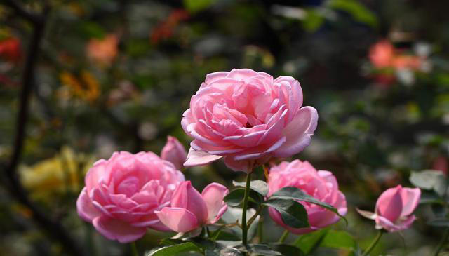 这8种花，四季开花又好养，养一盆旺一盆