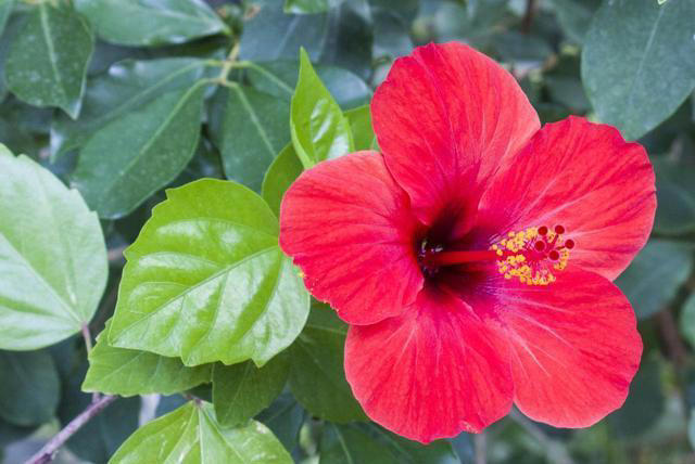 这8种花，四季开花又好养，养一盆旺一盆