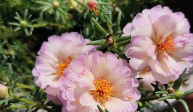 这8种花，四季开花又好养，养一盆旺一盆