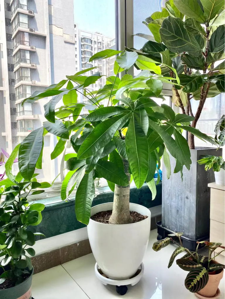 这7种花就得“贱养”，盆小水少反而越长越旺！ 