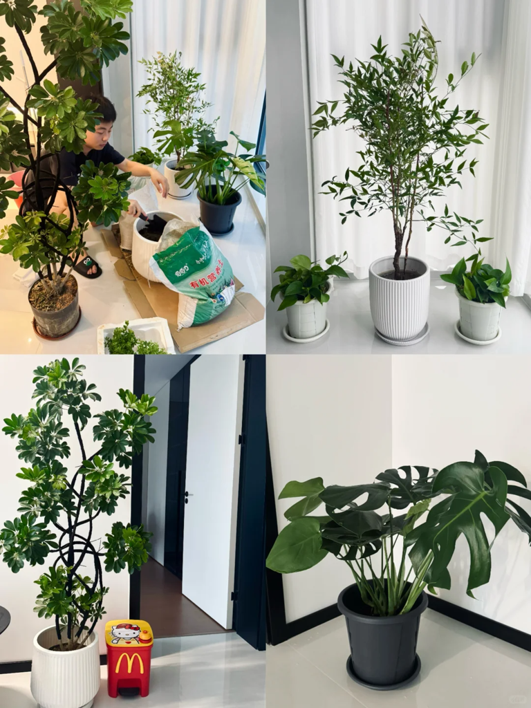 这7种花就得“贱养”，盆小水少反而越长越旺！