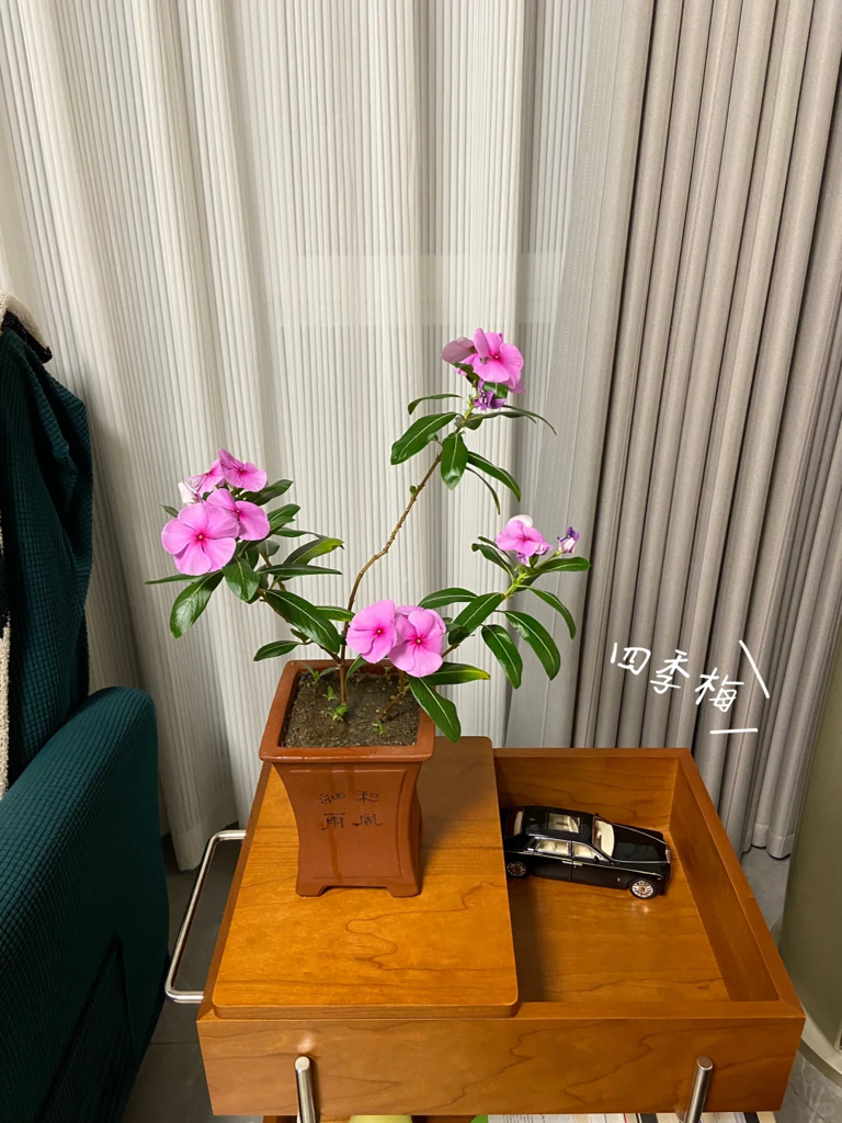 这7种花就得“贱养”，盆小水少反而越长越旺！