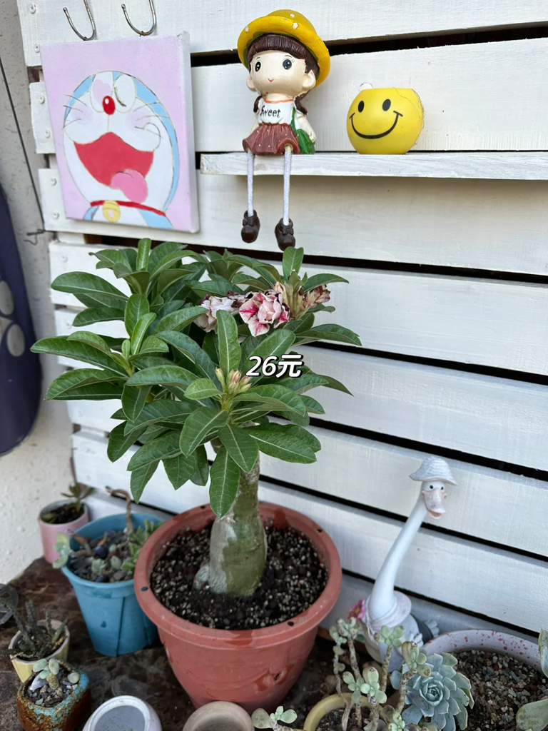 这7种花就得“贱养”，盆小水少反而越长越旺！