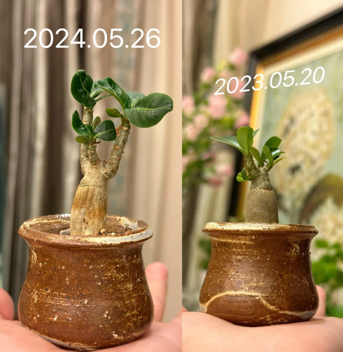 这7种花就得“贱养”，盆小水少反而越长越旺！