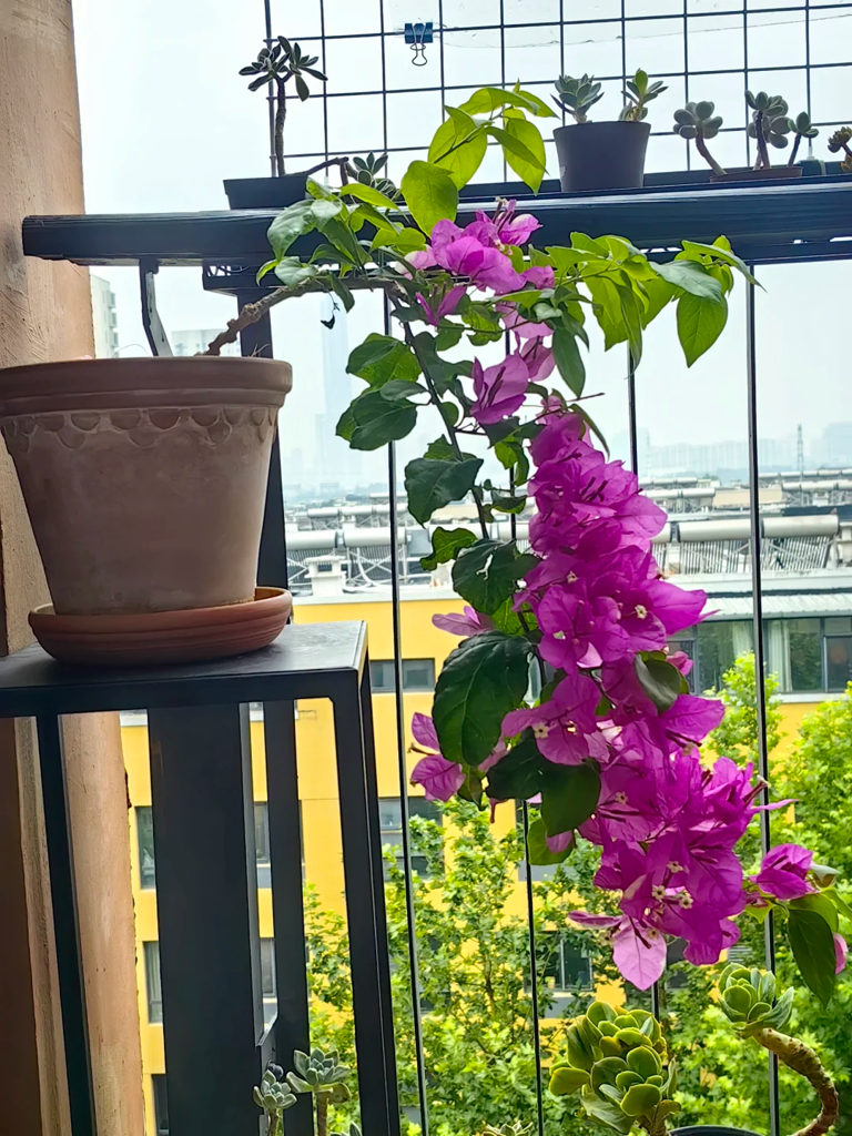 这7种花就得“贱养”，盆小水少反而越长越旺！